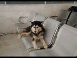 El Hachiko Mexicano, el perro que espera a su dueño en la clínica | Noticias con Francisco Zea