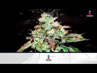 Marihuana, una planta con historia | Noticias con Francisco Zea