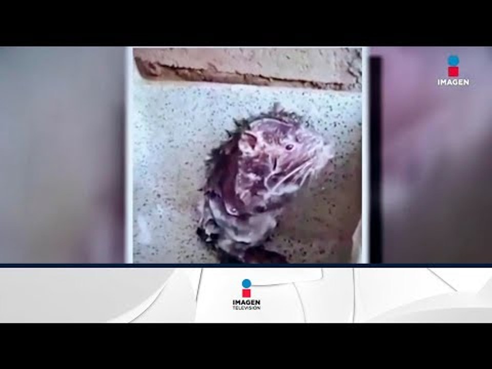 ¡No era rata y no se estaba bañando! | Noticias...
