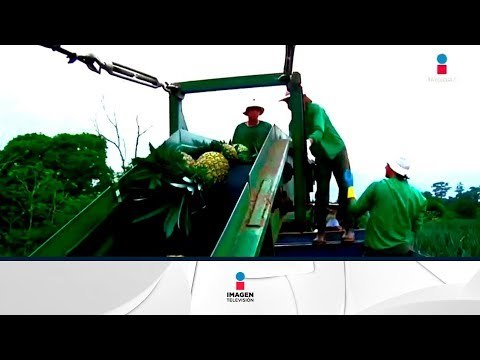 México y Bélgica trabajan para incrementar el intercambio comercial | Noticias con Francisco Zea