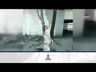 Encuentran a un perro muerto y amarrado a un árbol en la CDMX | Noticias con Ciro Gómez Leyva