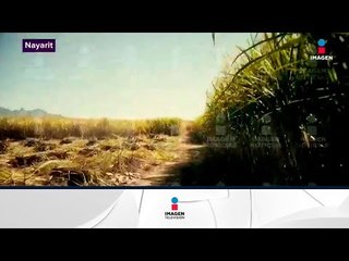 Recorrido por las fosas de Nayarit | Noticias con Yuriria Sierra