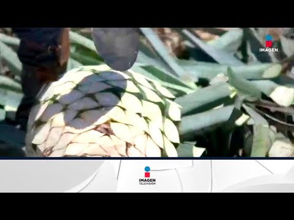 ¡México está vendiendo más tequila que nunca! | Noticias con Francisco Zea