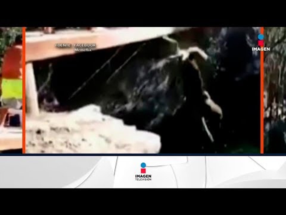 ¡Perrito se avienta un clavado! | Noticias con Francisco Zea