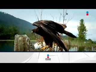 Pronatura Noroeste al rescate del águila real en sonora | Noticias con Francisco Zea