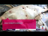 Muere otra Vaquita Marina, ya quedan menos de 25 | Noticias con Yuriria Sierra