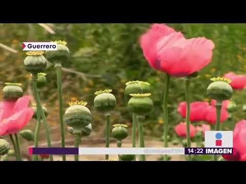 Narcotraficantes también están en crisis económica en México | Noticias con Yuriria Sierra