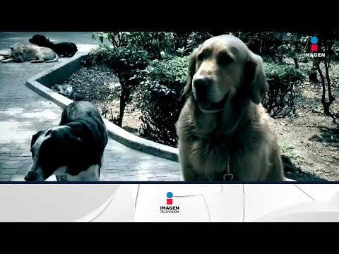 ¡Atención! Estas son las colonias con más robo de mascotas en CDMX | Noticias con Francisco Zea