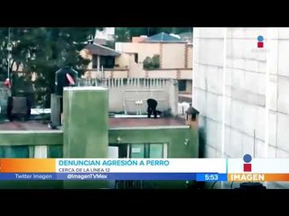 Denuncian agresión a perro en Iztapalapa | Noticias con Francisco Zea