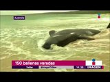 150 ballenas muertas en Austria | Noticias con Yuriria Sierra