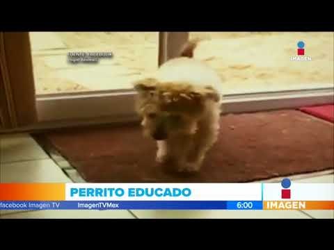 Perrito haciendo las tareas de la casa | Noticias con Francisco Zea