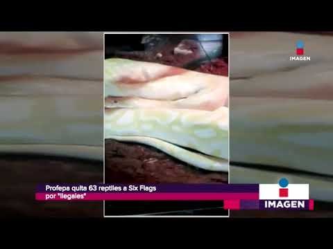 Profepa decomisa 63 especies salvajes de Six Flags México | Noticias con Francisco Zea