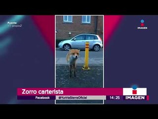 ¡Zorro no te lo lleves! Aquí un zorro carterista | Noticias con Yuriria Sierra