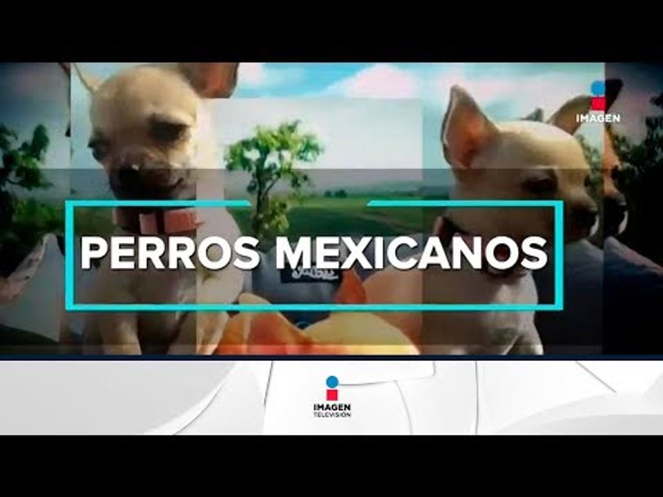 ¿Qué razas de perros son originarias de México? | Noticias con Francisco Zea