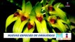 ¡UNAM descubre nuevas especies de orquídeas! | Noticias con Francisco Zea