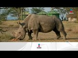 Adiós, Sudán, el último rinoceronte blanco | Noticias con Yuriria Sierra