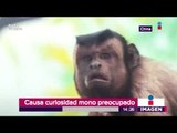 ¡El mono más preocupado del mundo! | Noticias con Yuriria Sierra