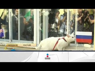 Gato Aquiles, gato sordo adivina quién ganará el Mundial Rusia 2018 | Qué Importa