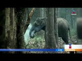 ¡Graban a un elefante 'fumando' en un bosque! | Noticias con Francisco Zea