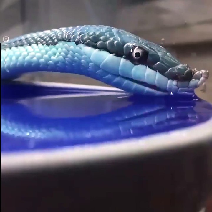 Ever Seen A Snake Drinking Water?
