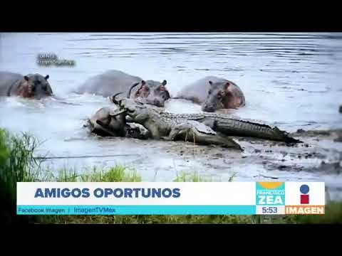 Hipopótamos enfrentan a cocodrilos a muerte | Noticias con Francisco Zea