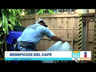 Descubren efectividad del café como larvicida orgánico | Noticias con Francisco Zea