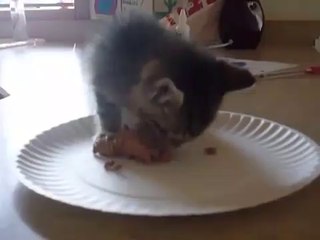Hungry Kitten Wants Food