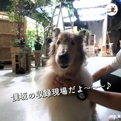 ✨PECO僕坂 Special Movie 3✨撮影の合間に、大地役の矢村央希くんに遊んでもらうジュリ！ ジュリは何話に登場するのかな？☺️▼『僕とシッポと神楽坂』10月12日(金)スタート Sponsored by テレビ朝日