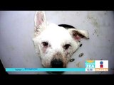 Denuncian mutilaciones a perros en el Estado de México | Noticias con Francisco Zea