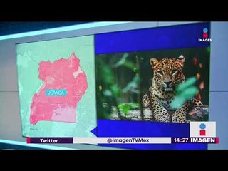 Niña muere devorada por un leopardo en Uganda | Noticias con Yuriria Sierra