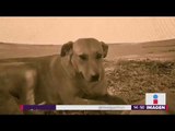 Envenenan con agua contaminada a perros en Durango | Noticias con Yuriria Sierra