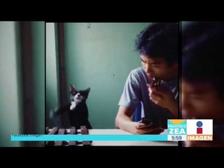 ¿Gatito tocando la marimba? | Noticias con Francisco Zea
