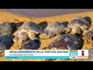 Inicia la temporada de anidamineto de tortuga golfina a Oaxaca | Noticias con Francisco Zea