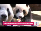 ¡Camas de hielo para pandas! | Noticias con Yuriria Sierra