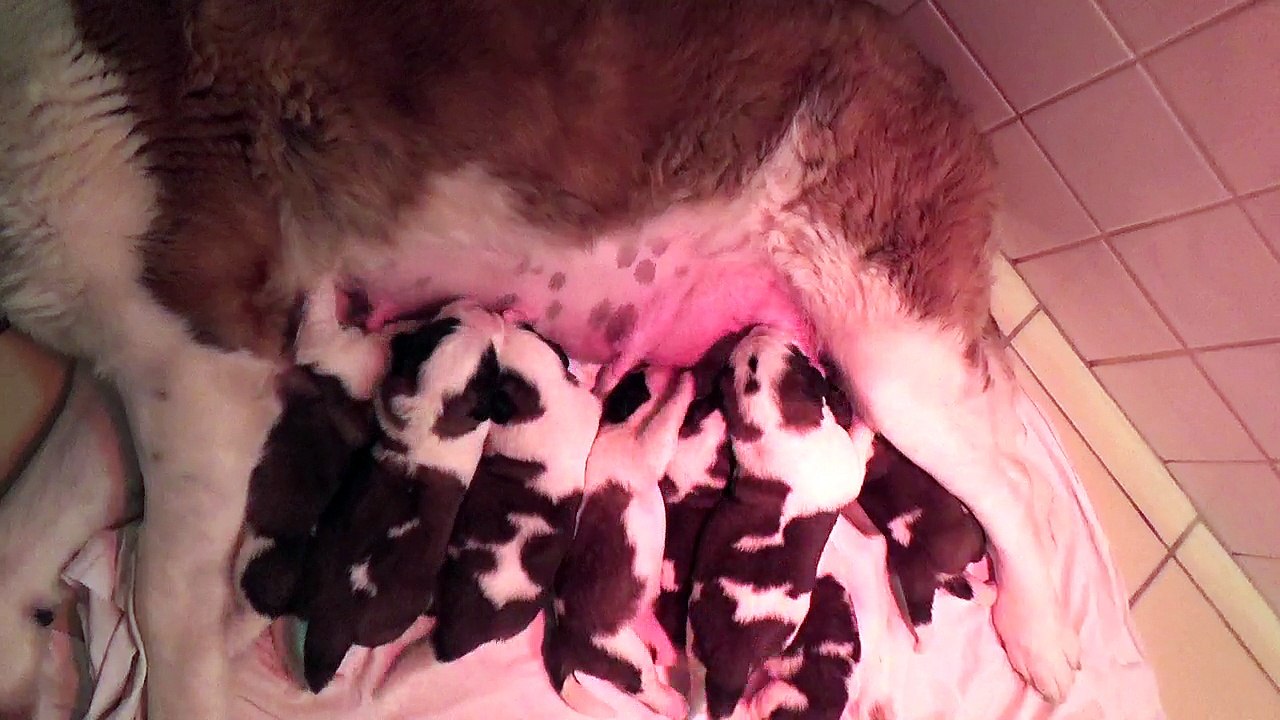 Vidéo du 27/09/2018 [Portée du 17/09/2018 Iris / Gump]