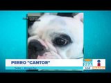 Perrito cantor se vuelve viral | Noticias con Francisco Zea