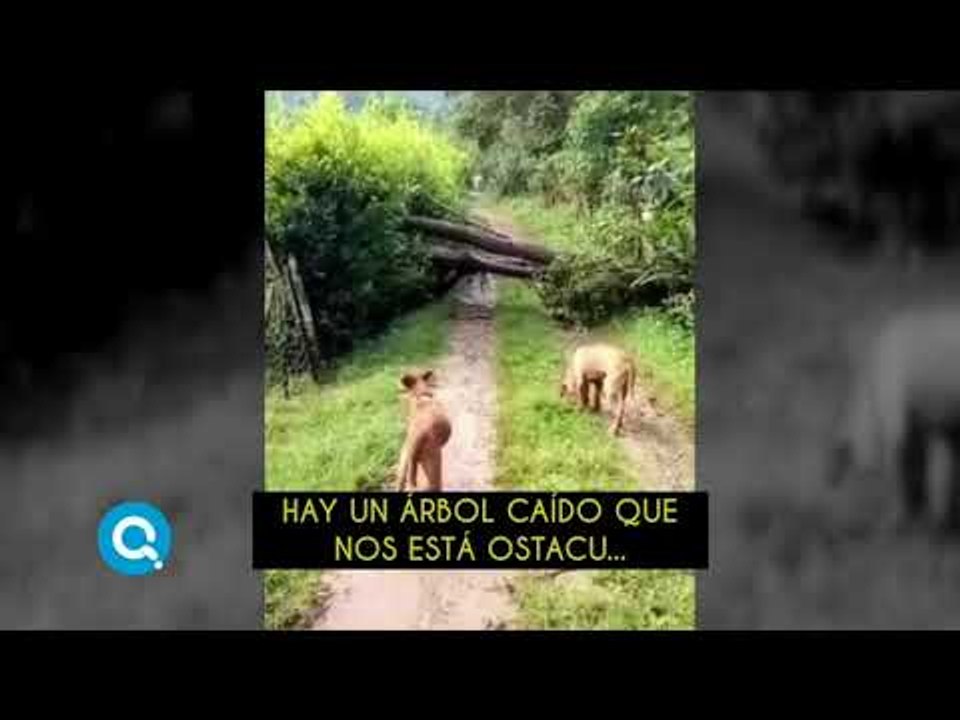Mari Guanábana nos da su reporte del clima | Qué Importa