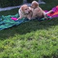 Why We Should Own One Golden Retriever For Life