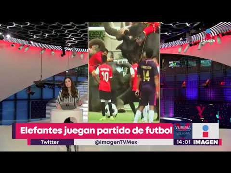Elefantes juegan un partido de futbol en Tailandia | Noticias con Yuriria Sierra