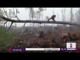 ¿No hay deforestación? Este pobre simio busca su hogar entre escombros | Noticias con Yuriria