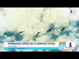 Nacen los primeros polluelos de flamingo rosado de 2018 | Noticias con Francisco Zea