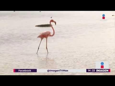 ¡Manglares yucatecos están en peligro! | Noticias con Yuriria Sierra