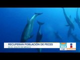 Científicos reportan recuperación del ecosistema en el Golfo de México | Noticias con Paco Zea