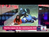 Perrito policía 'salva' la vida a un hombre con reanimación RCP | Noticias con Yuriria Sierra