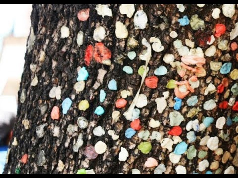 Lanzan campaña para tirar los chicles en botes de basura | Noticias con Francisco Zea