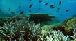Great Barrier Reef S01 - Ep01 Nature's Miracle - Part 01 HD Watch