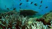 Great Barrier Reef S01 - Ep01 Nature's Miracle - Part 01 HD Watch