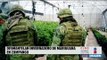 Aseguran invernadero de marihuana en el Estado de México | Noticias con Ciro Gómez L.