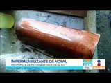 Crean impermeabilizantes y materiales de construcción a partir de nopal | Noticias con Paco Zea