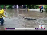 ¡Dos cocodrilos sueltos en las calles por inundación! | Noticias con Yuriria Sierra